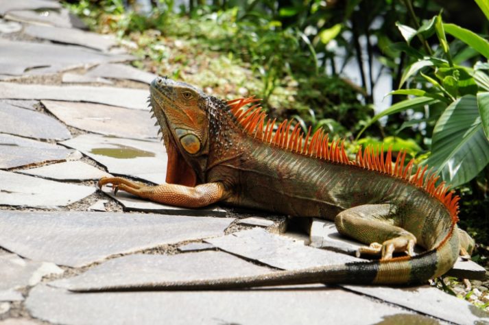 Iguana - animal