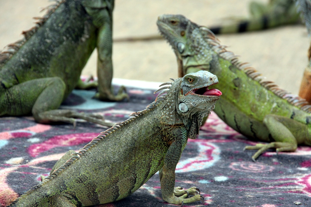 Na Flórida, as espécies mais comuns de iguanas são a iguana-verde (Iguana iguana) e a iguana-de-cauda-espinhosa (Ctenosaura similis). Essas iguanas não são nativas da região; elas foram introduzidas