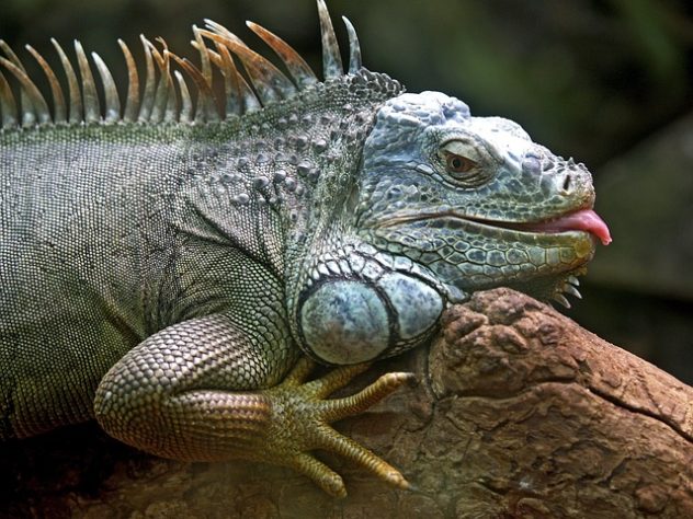 Iguana - animal