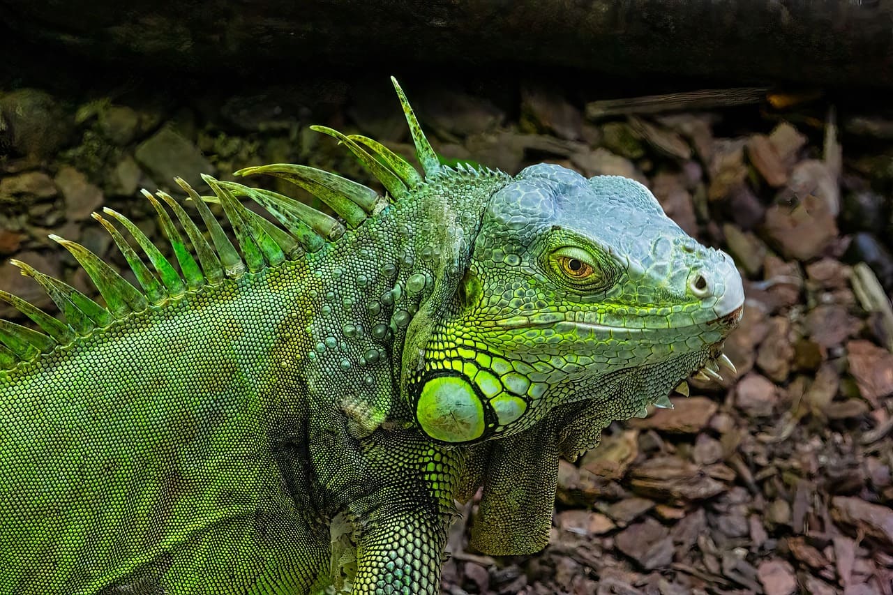 As iguanas se espalham  por áreas como Miami, Fort Lauderdale e outras partes do sul da Flórida, principalmente em ambientes urbanos, parques e áreas costeiras.