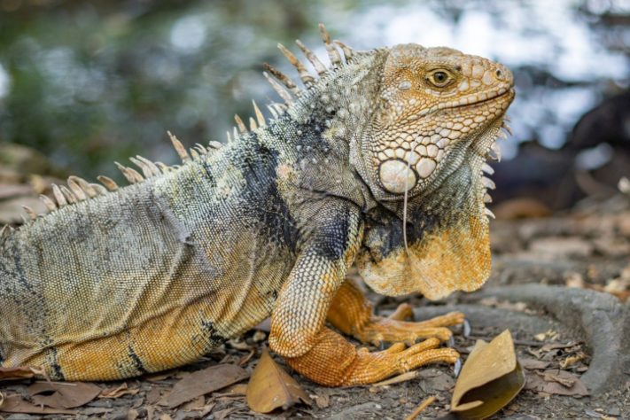 Iguana - animal