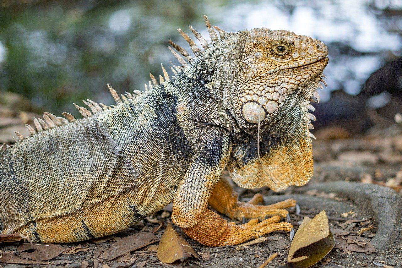 A pele das iguanas é escamosa, grossa e resistente, o que ajuda a protegê-las de predadores e condições ambientais. As escamas variam em tamanho e textura