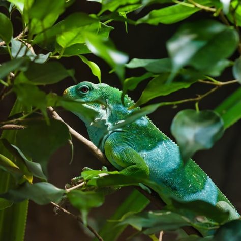 Iguana - animal