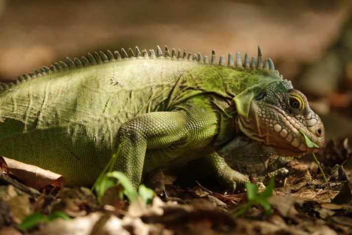 Iguana - animal