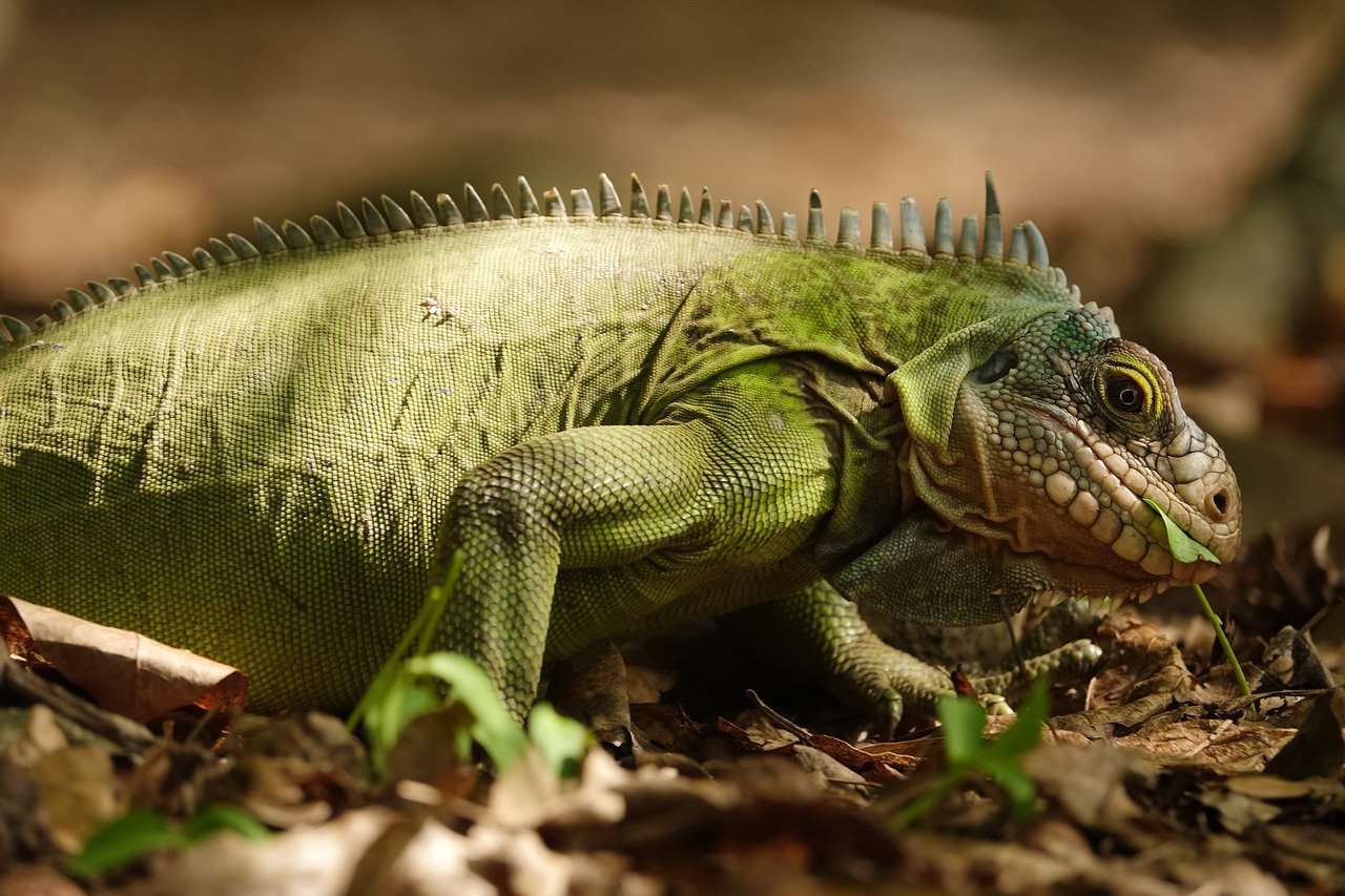A iguana-verde é conhecida por seu tamanho impressionante, podendo chegar a mais de 1,5 metro de comprimento, e pela coloração verde brilhante, que ajuda na camuflagem