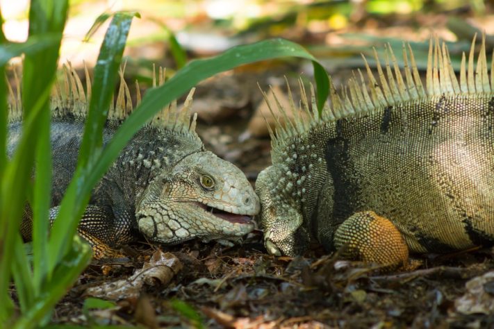 Iguana - animal