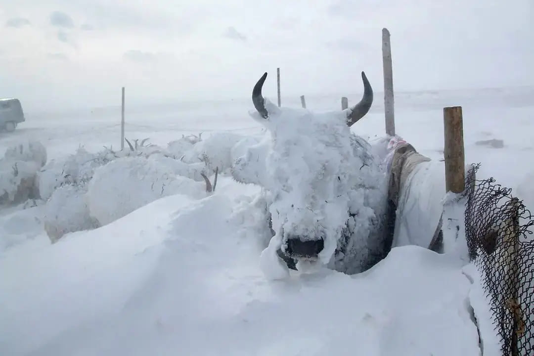 É brava: Raça de boi resiste ao frio na cidade mais gelada do mundo