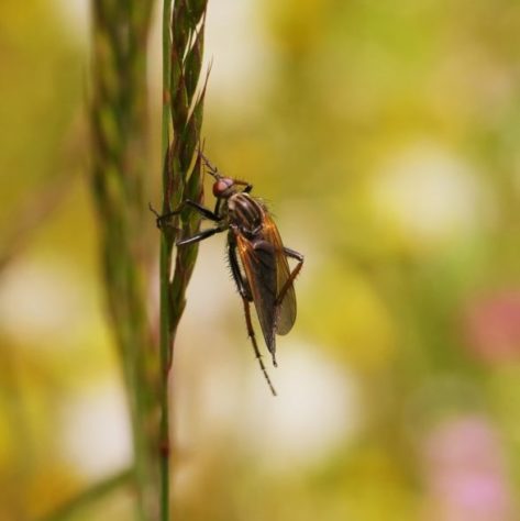 Mosca inseto