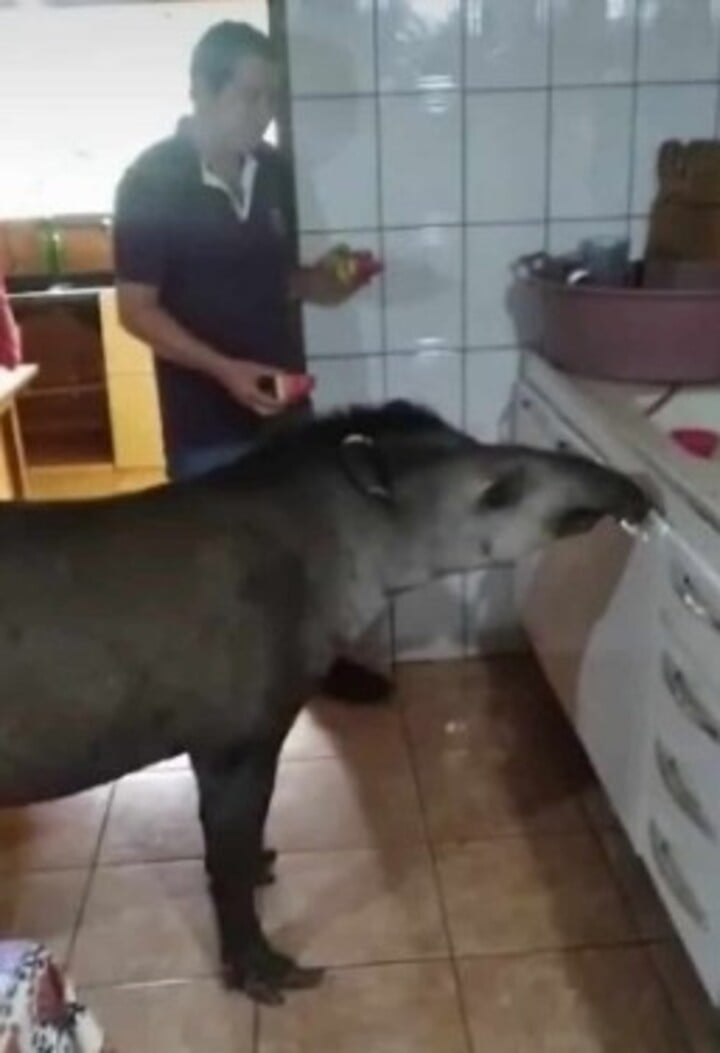 Tico também costuma já entrou em casas para fazer uma boquinha . Em novembro de 2024, viralizou sua imagem da anta dentro de uma residência numa chácara, onde o animal participou de um farto café da manhã.



