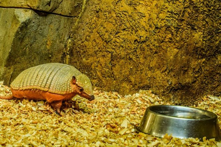 <p>A expectativa de vida dos tatus varia de acordo com a espécie, mas pode chegar a 12 anos em cativeiro.</p>
