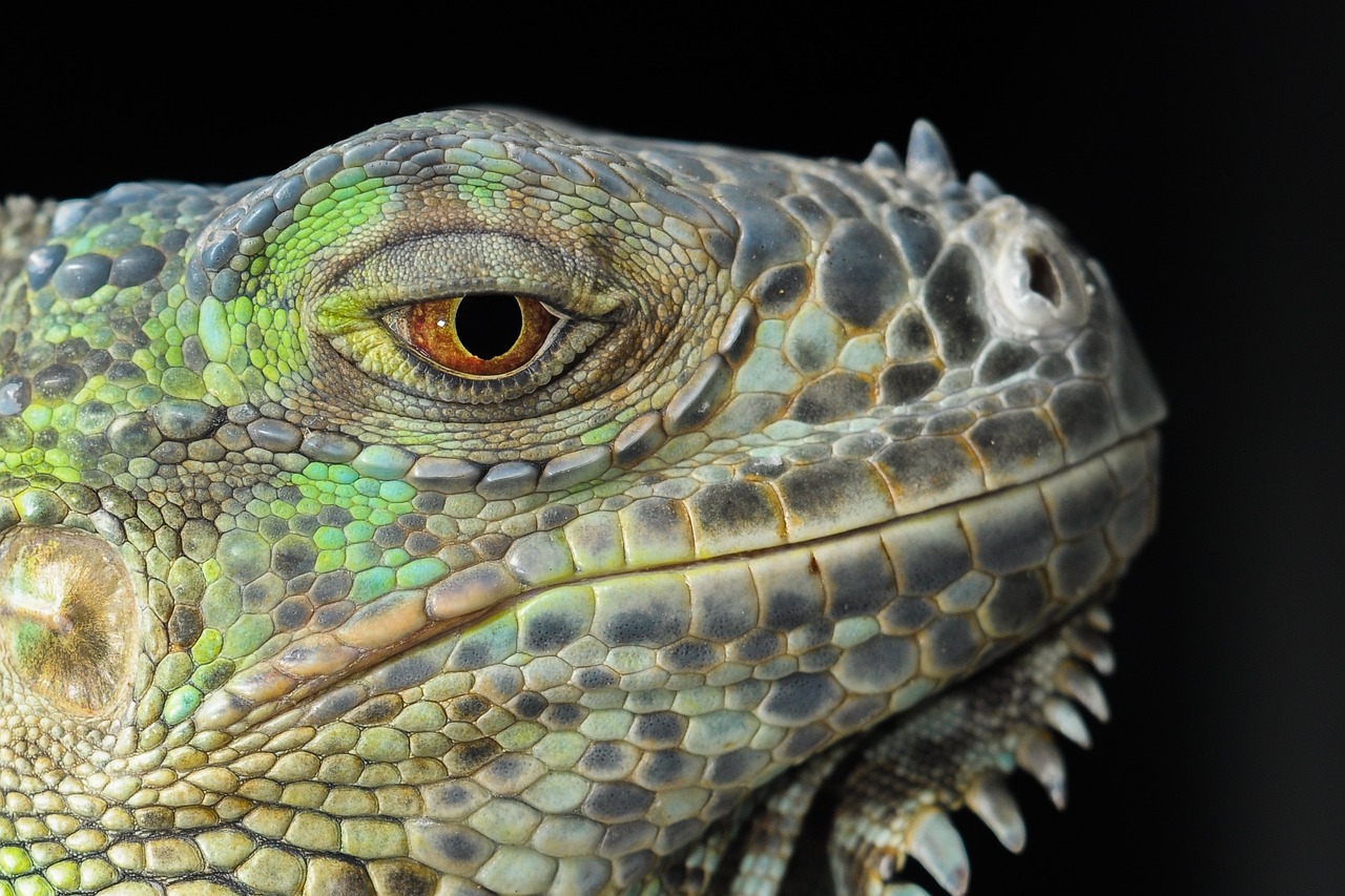 As iguanas-verdes (Iguana iguana), por exemplo, são comuns nas florestas tropicais da América Central e do Sul, incluindo países como Brasil, México, Venezuela e Paraguai