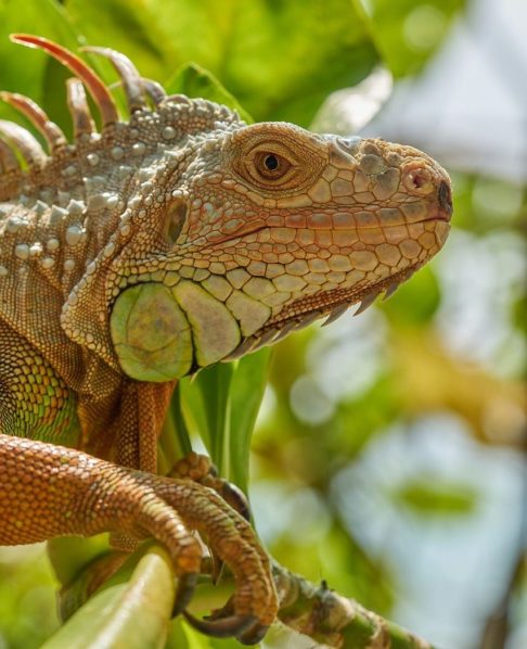 Assim como acontece com outros répteis, as iguanas passam por um processo de troca de pele periodicamente. Partes velhas descamam e são substituídas por uma nova camada.