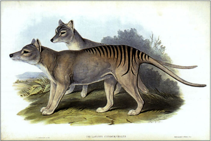 lobo-da-tasmânia - empresa pretende trazer de volta à vida animais já extintos