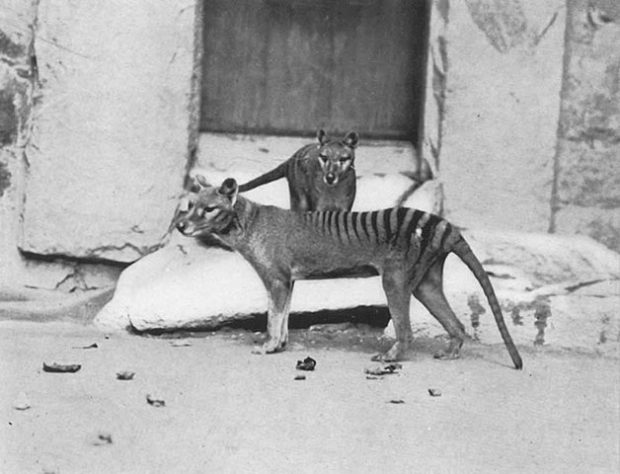 lobo-da-tasmânia - empresa pretende trazer de volta à vida animais já extintos