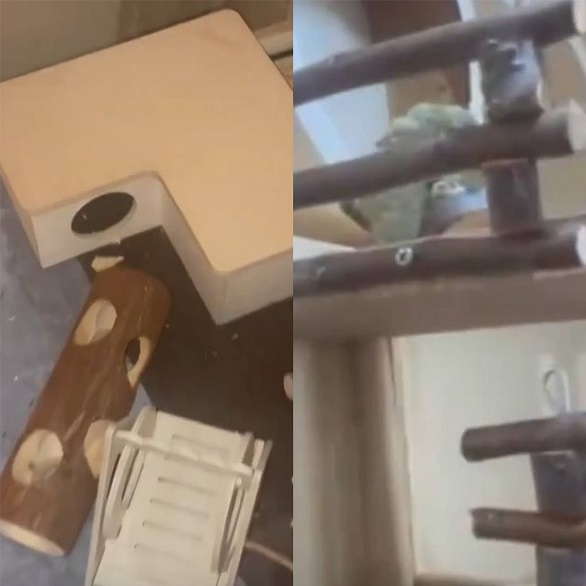 Além disso, a pequena ratinha ganhou um grande viveiro só para ela, com direito cachoeiras, rodas, cobertas e casinhas.