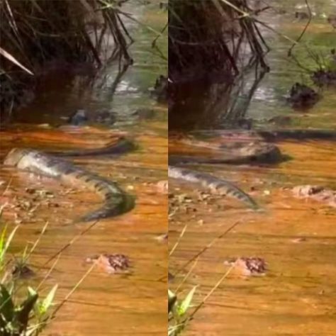 Montagem - Grupo de turistas toma susto ao topar com sucuri gigante em rio de Goiás
