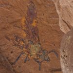 Fóssil de nova espécie de mosca encontrado na Austrália