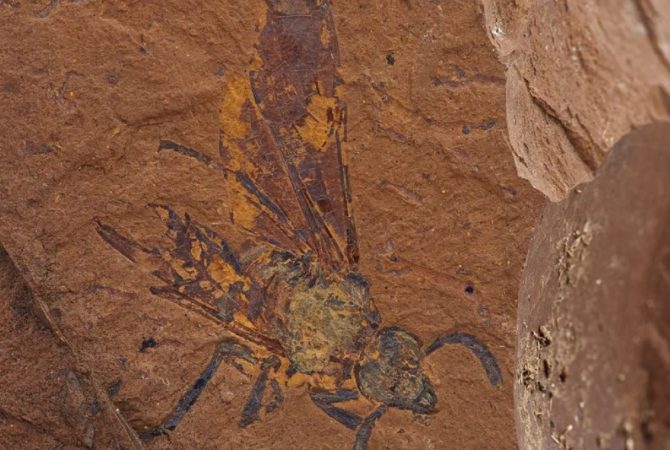 Cientistas descobrem mosca fossilizada de 15 milhões de anos; e de nova espécie