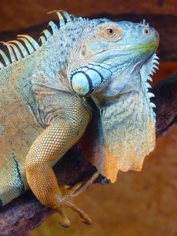 Iguana - animal