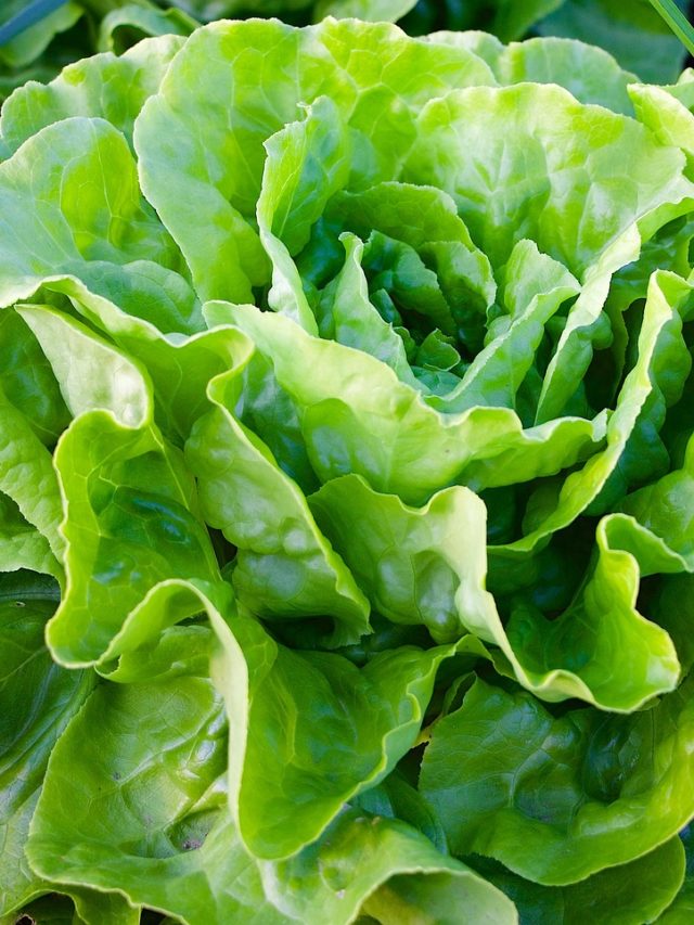 Alimentos pouco calóricos que auxiliam na sua dieta