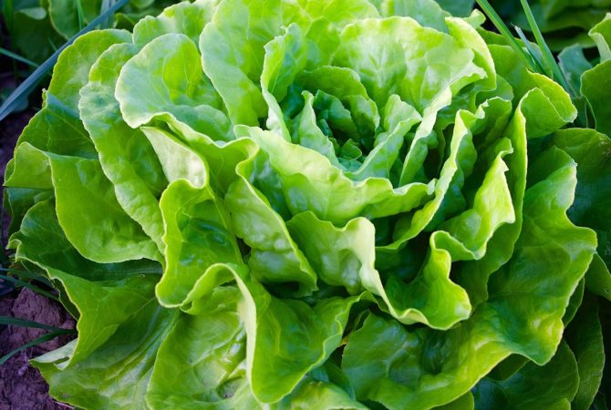 Alimentos pouco calóricos que auxiliam na sua dieta