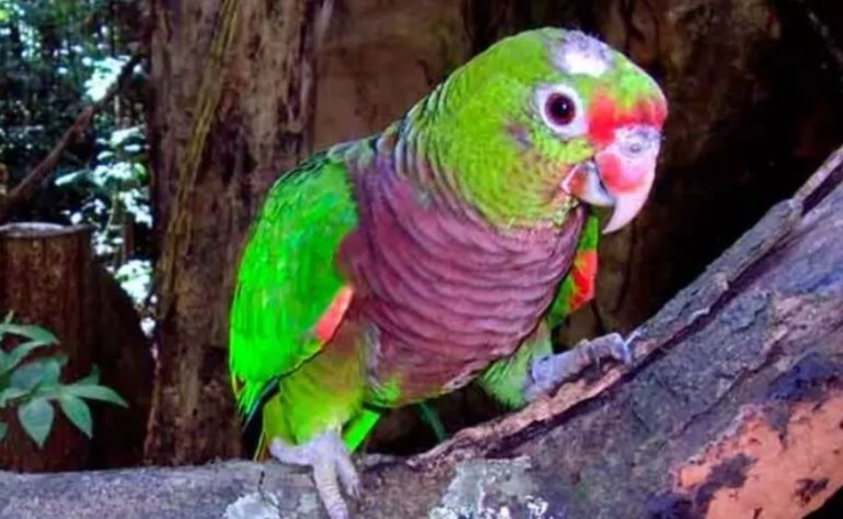 Animais inteligentes 