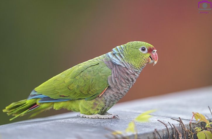 Animais inteligentes 