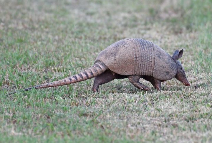 <p>Isso ocorre porque, normalmente, essa espÃ©cie gera gÃªmeos a partir de um Ãºnico Ã³vulo fecundado que se divide.</p>

