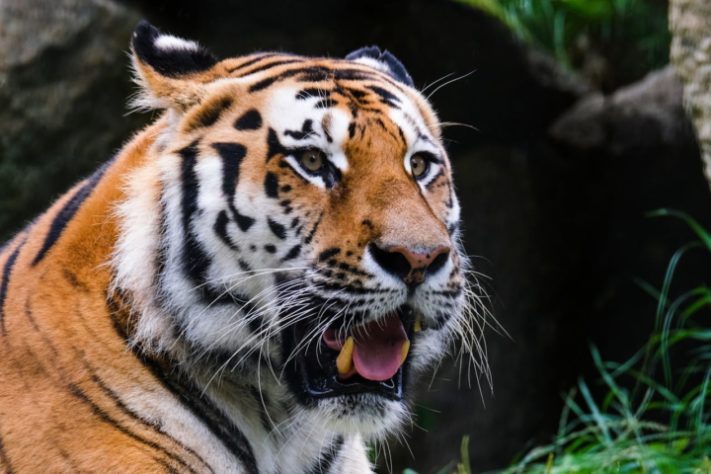 Tigre-siberiano