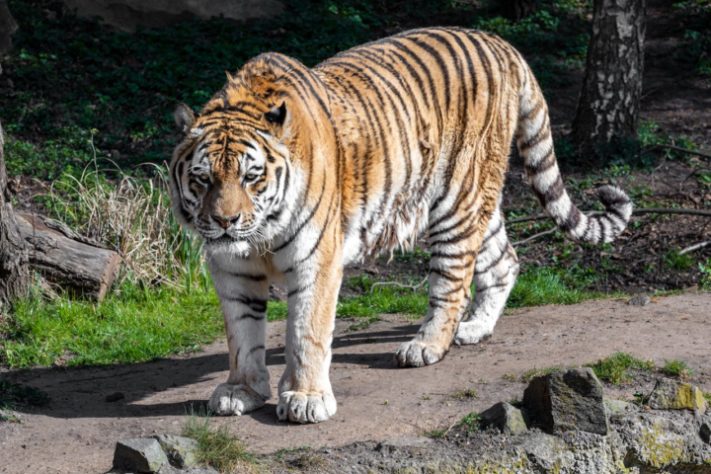 Tigre-siberiano