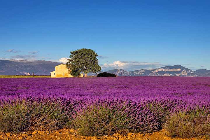 2-  Campos de lavand- a da Provença, França - São vastas plantações de lavanda conhecidas por suas deslumbrantes paisagens roxas e aroma característico