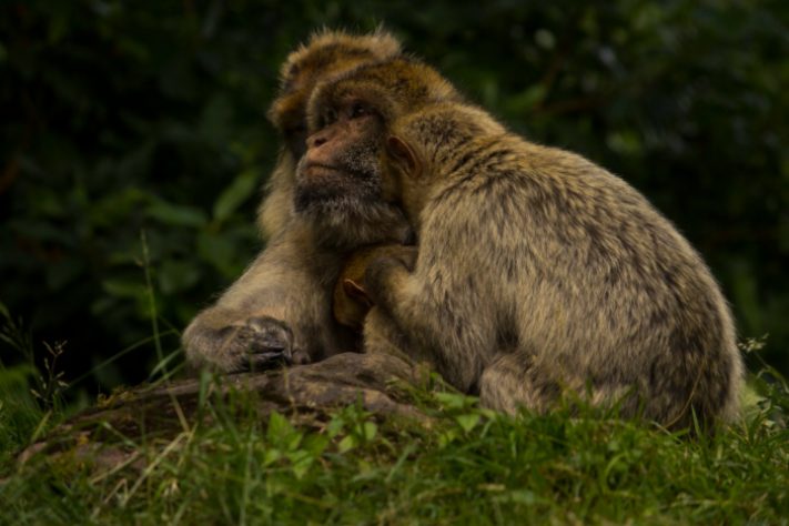 Macacos se abraçando