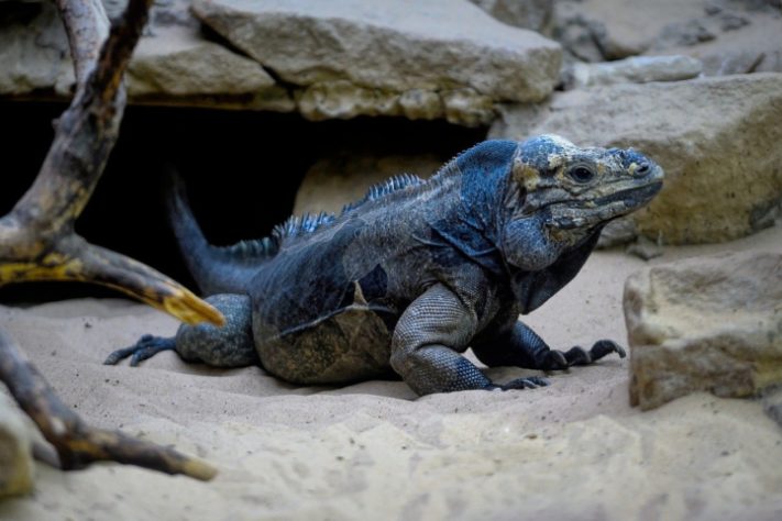 Iguana - animal
