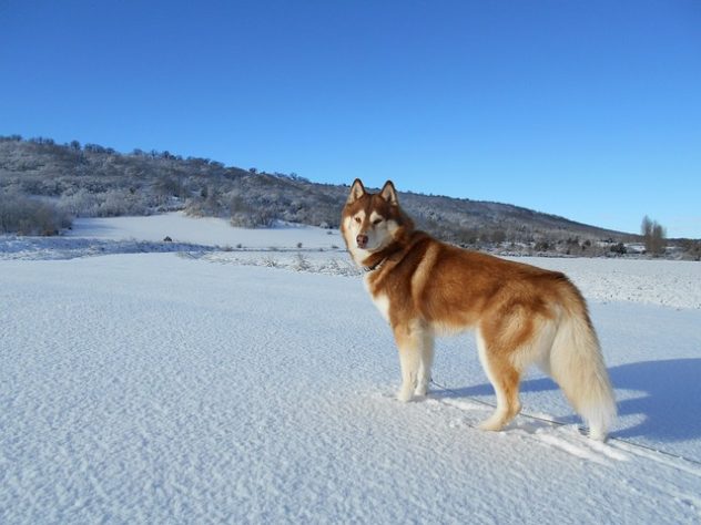 Cachorro Husky siberiano
