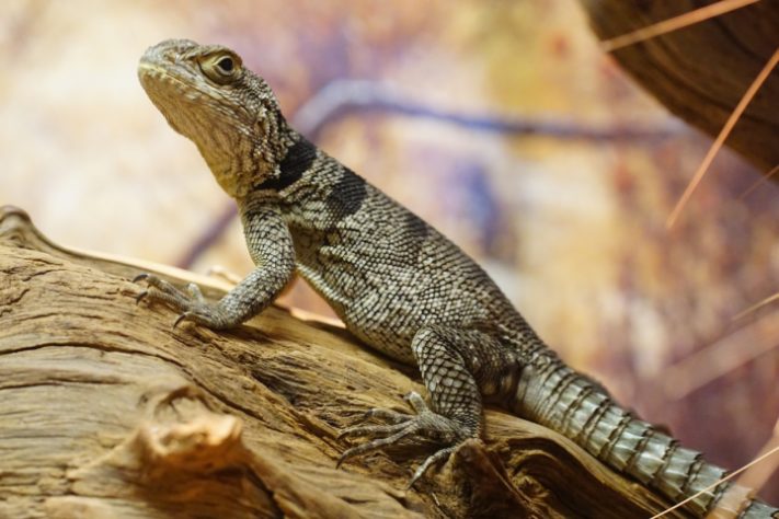 iguana de cauda espinhosa - animal