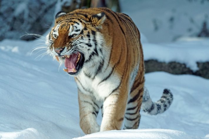 Tigre siberiano. Siberia 