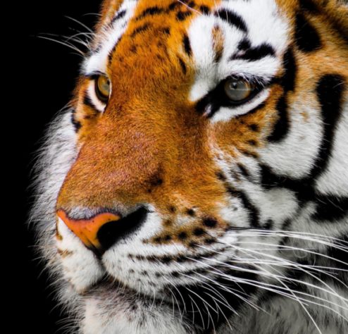 Siberia. Tigre siberiano