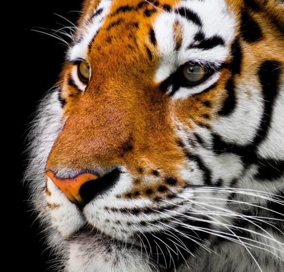 Durante muito tempo, a caça predatória em busca de suas peles reduziu drasticamente a população desses tigres, levando à sua extinção no Cazaquistão, um de seus principais habitats na Ásia Central.-G.C. por Pixabay