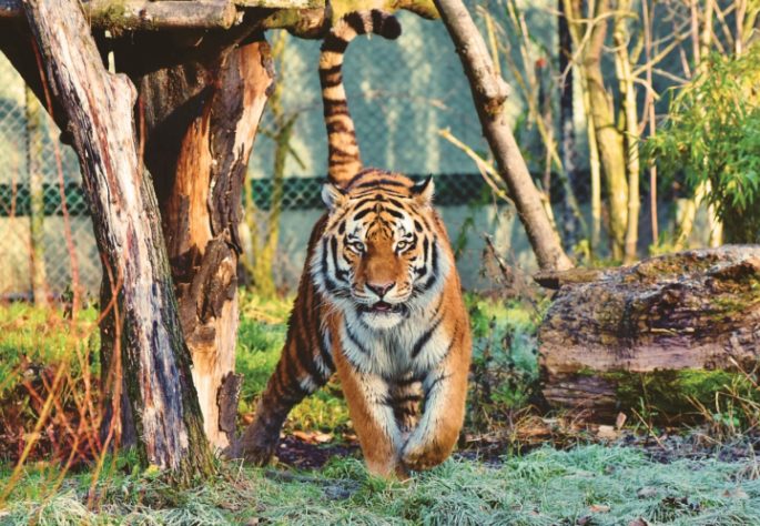 Tigre siberiano