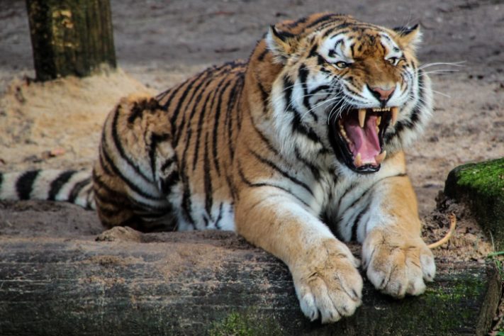 Tigre siberiano.  Siberia