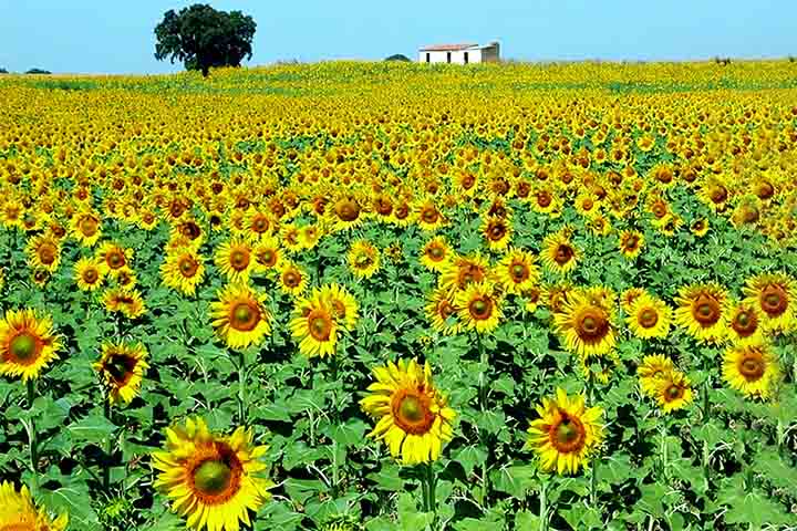 São milhões de flores em varios campos cobertos de girassóis que florescem simultaneamente durante a temporada, atraindo visitantes por sua beleza cênica e atmosfera pitoresca.

