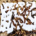 Larva-da- Farinha - Inseto comedor de plástico - Fathiya Khamis/Centro Internacional de Fisiologia e Ecologia de Insetos do Quênia
