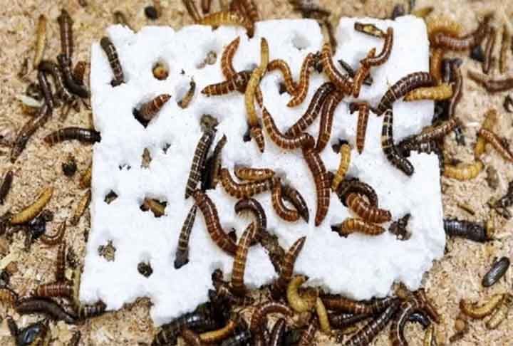 Larva-da- Farinha - Inseto comedor de plástico - Fathiya Khamis/Centro Internacional de Fisiologia e Ecologia de Insetos do Quênia