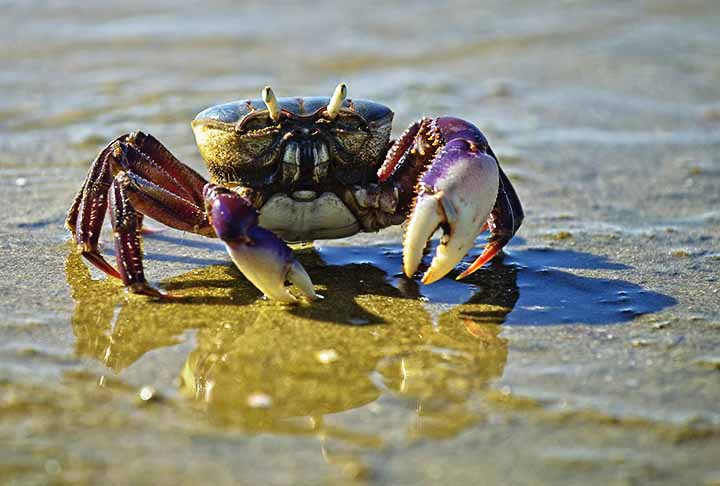 Esses organismos, muitos deles filtradores, influenciam as cadeias alimentares ao servirem tanto como consumidores quanto como alimento para espécies locais. 