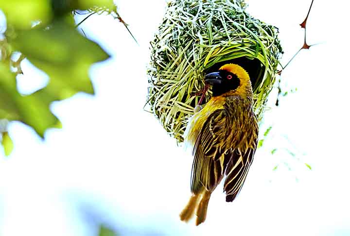Em geral, os ninhos são feitos de materiais naturais, como galhos, folhas, barro e penas. Eles variam bastante em tamanho, forma e localização, dependendo da espécie e do habitat. - Flickr Bryan J Smith
