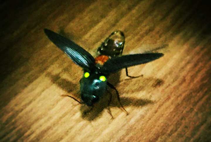 No primeiro momento, o inseto enganou os cientistas, já que suas antenas são serradas, como os besouros Elateridae modernos, conhecidos pelos sons de clique que produzem. Com uma análise mais profunda, chegou-se à conclusão que eles possuíam o órgão abdominal responsável por produzir o brilho dos vaga-lumes.