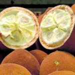Cupuaçu, fruta - Frutas brasileiras - Divulgação