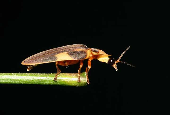 De acordo com estudos, há cerca de 10 espécies de vaga-lumes do passado. Animais que usam a luz como mecanismo de defesa e para se comunicar e atrair parceiros. Atualmente, há cerca de 2.000 espécies, segundo o Museu de História Natural de Londres.