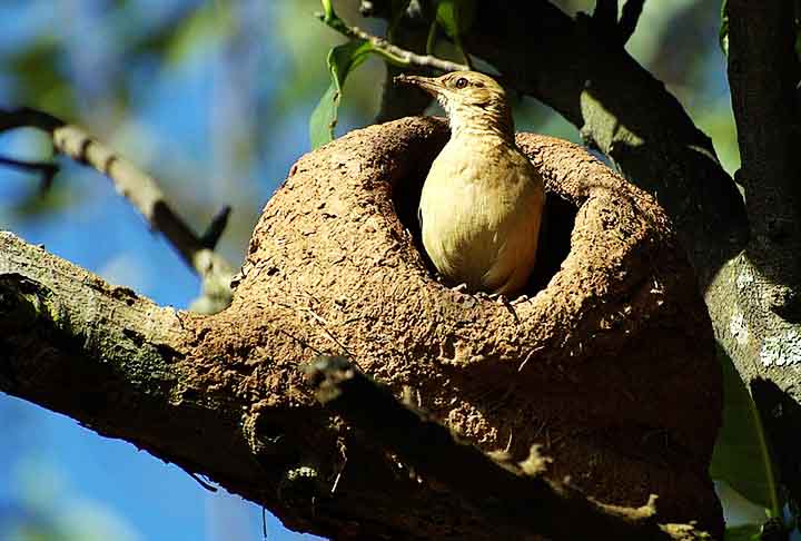 João-de-barro (Furnarius rufus): Famoso por construir seu ninho de barro em formato de forno, com uma entrada voltada para baixo, o que ajuda a proteger do clima e de predadores.
 -  Dario Sanches/Wikimédia Commons