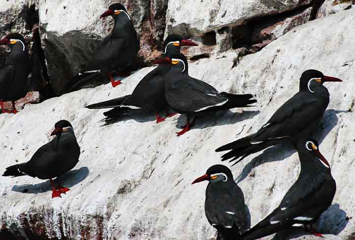 Andorinha-do-mar-inca (Thalasseus elegans): Essa ave faz seus ninhos em penhascos e locais altos, geralmente em colônias grandes, e utiliza algas e até pequenos ossos para construir ninhos em áreas difíceis de alcançar -  Flickr shinesonittwice1